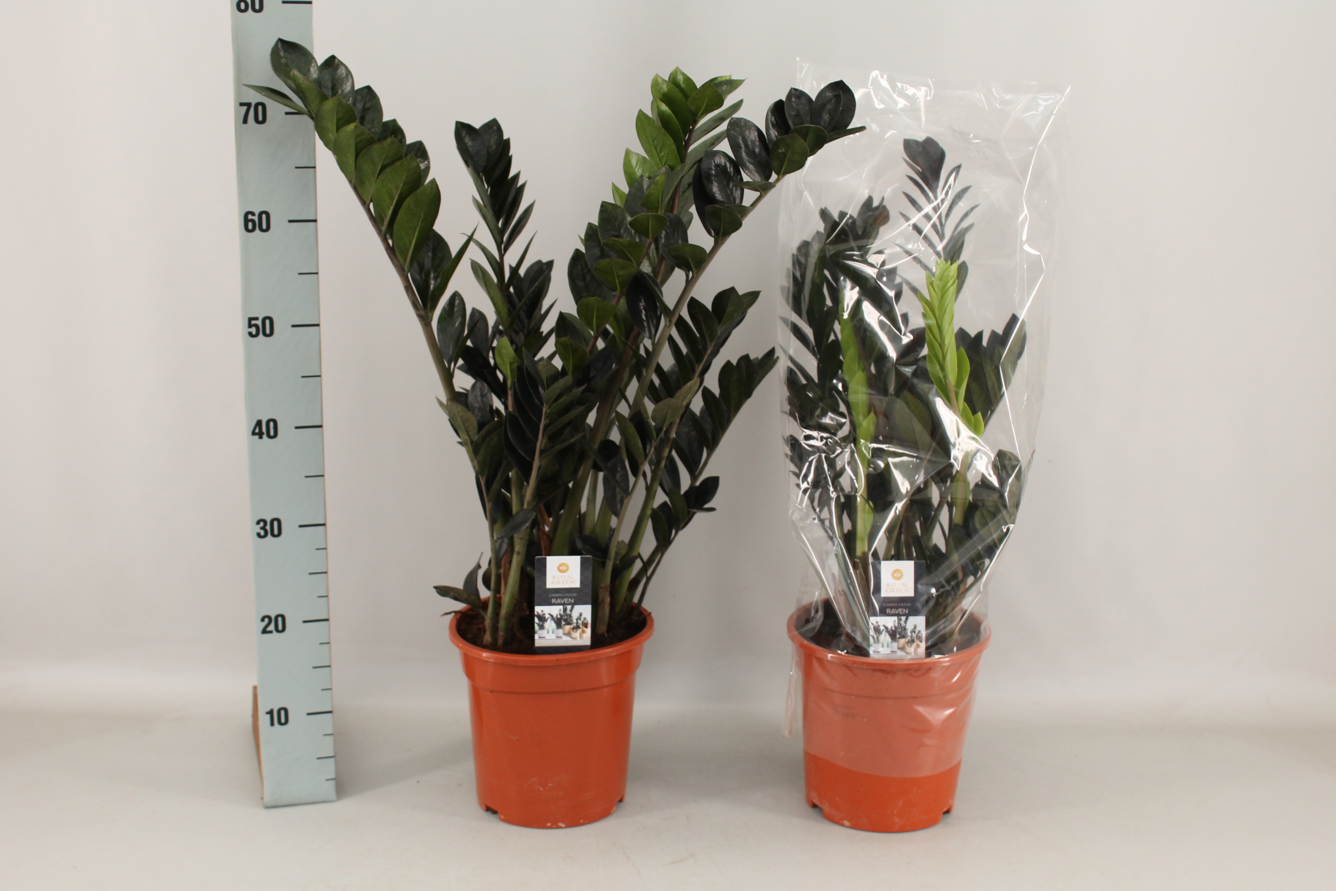 Zamioculcas 21cm, D 21