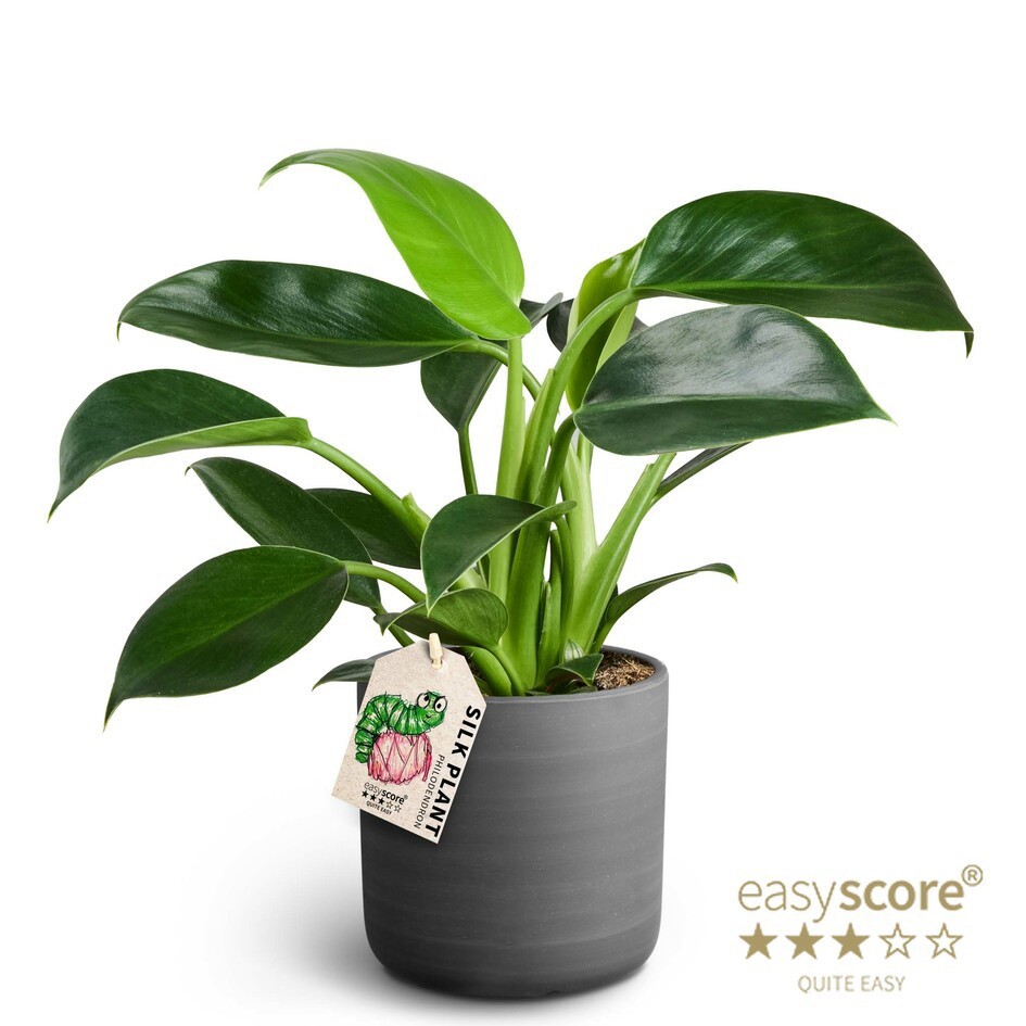 Raw Black, Philodendron ´Green Princess´, D 12
