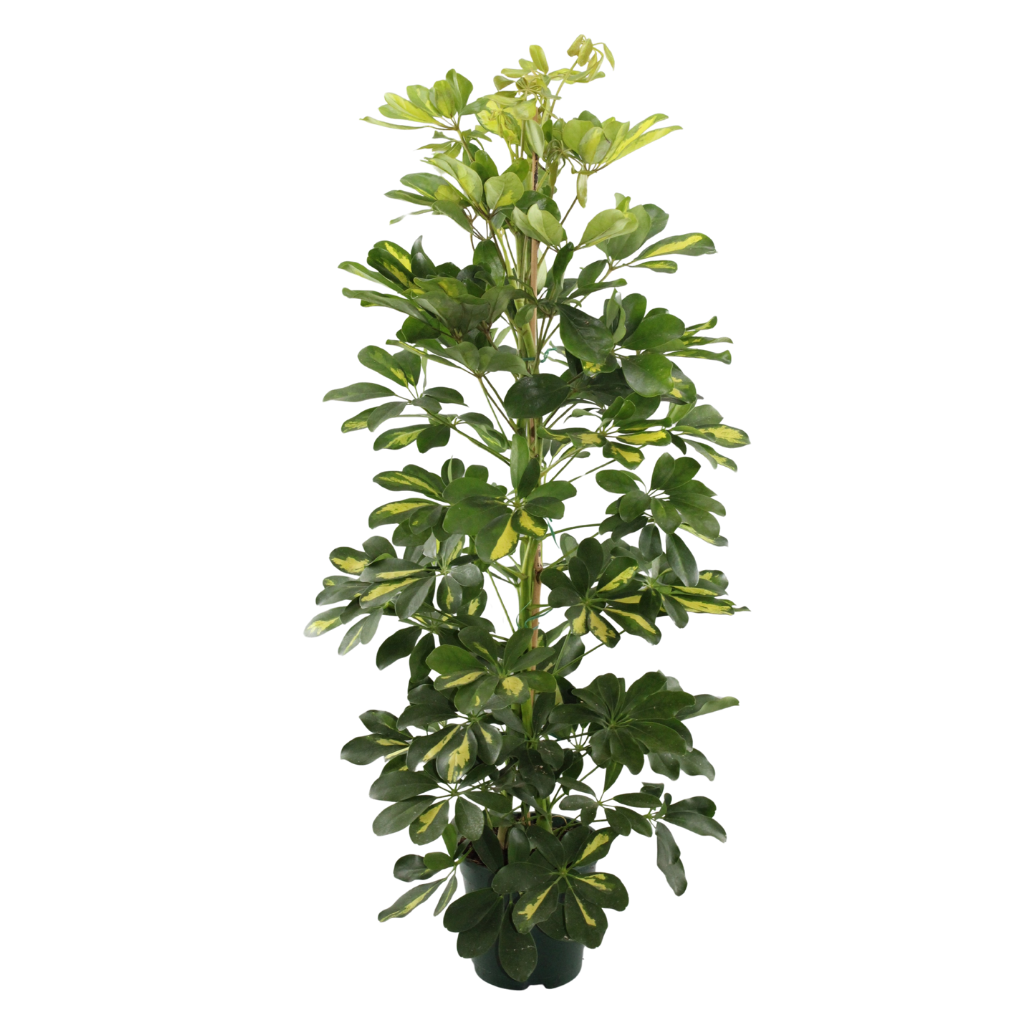 Schefflera arboricola Dalton, D 17