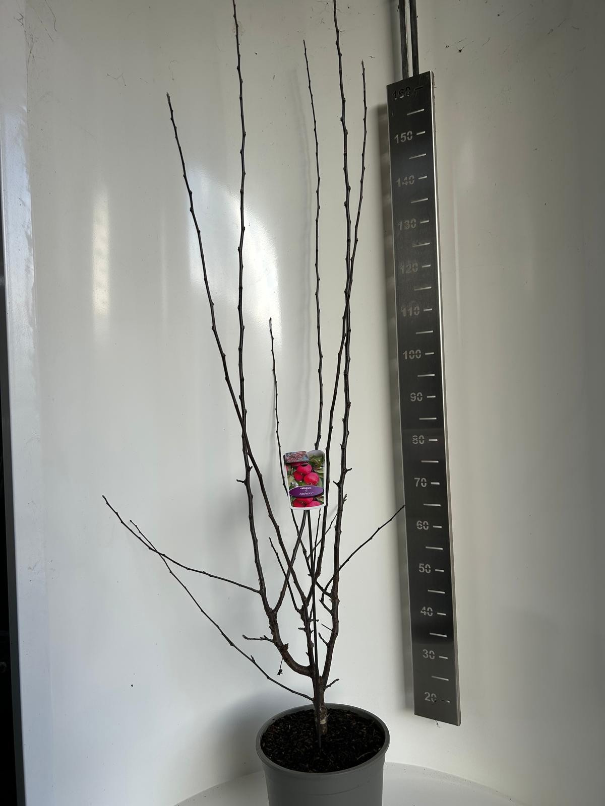 Malus Appletini, D 27