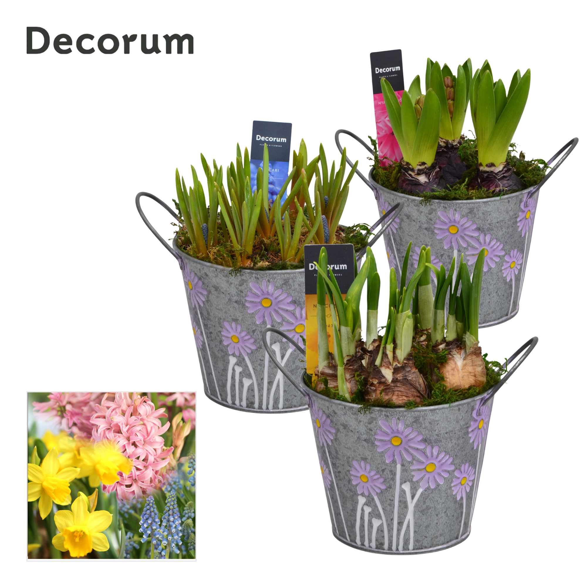 Bollenmix Spring Bucket Maxi HL18543B, D 13