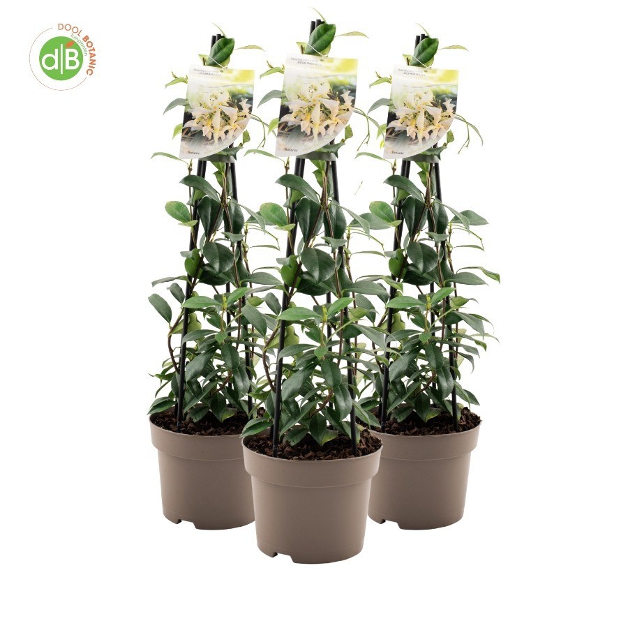 Trachelospermum jas. 'White Wings', D 19