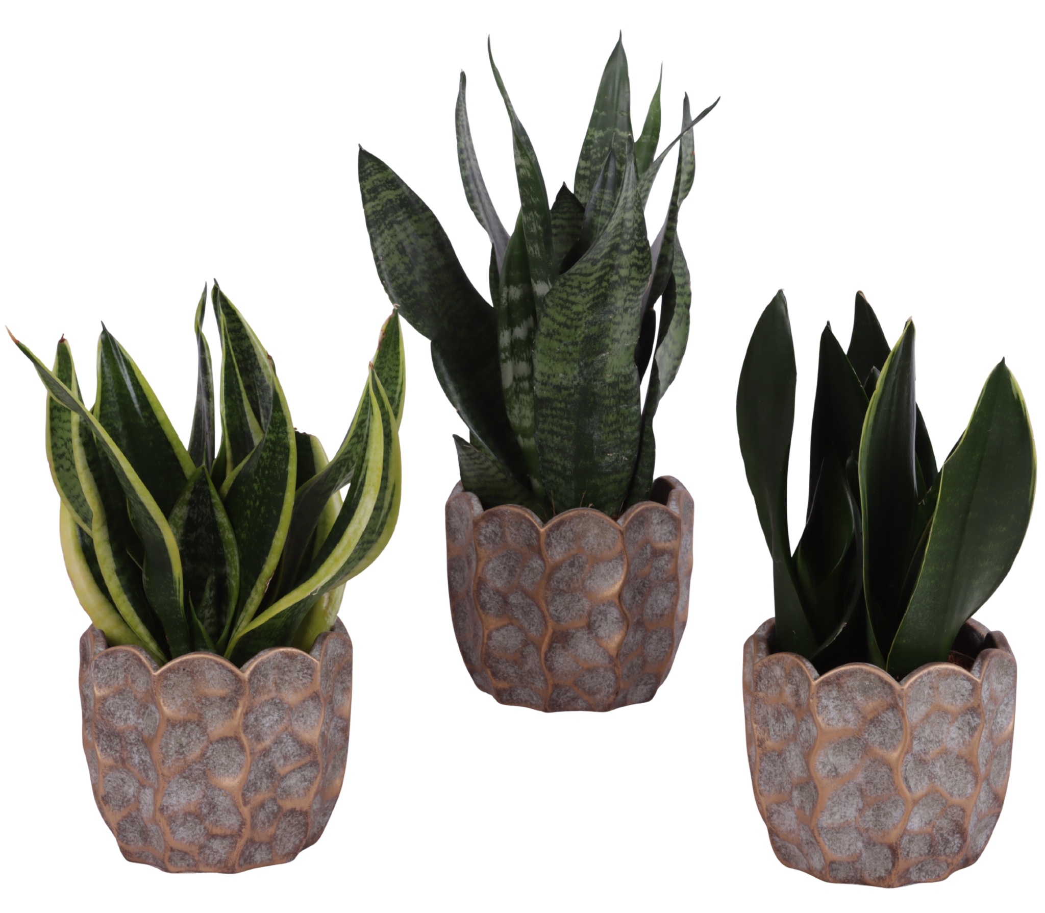 Sansevieria mix Ø12cm in Ø15cm Ceramic PL670, D 15
