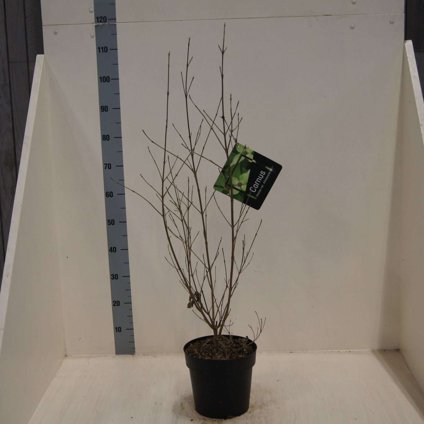 Cornus kousa chinensis, D 24