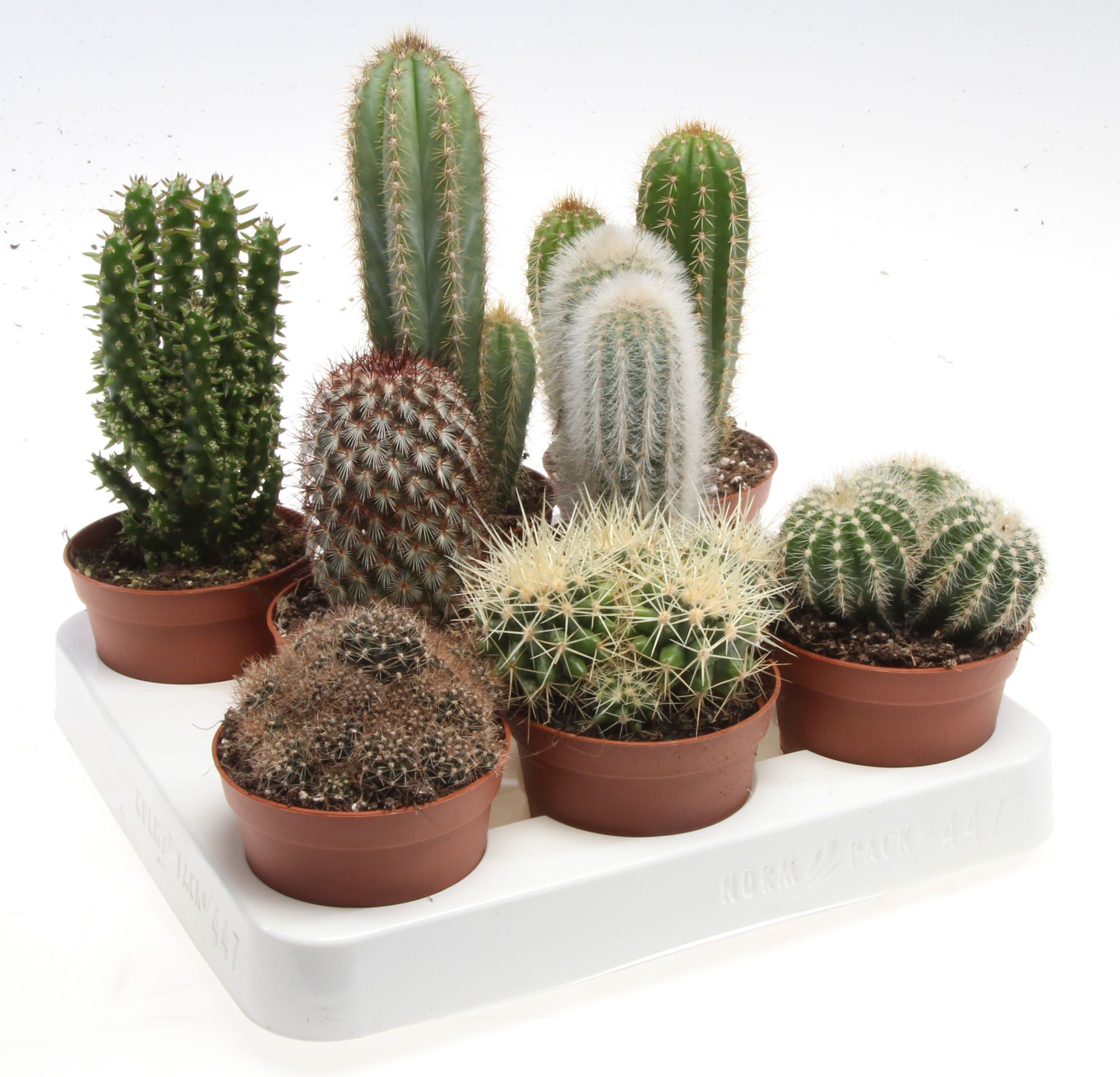 Cactus mix, D 8,5