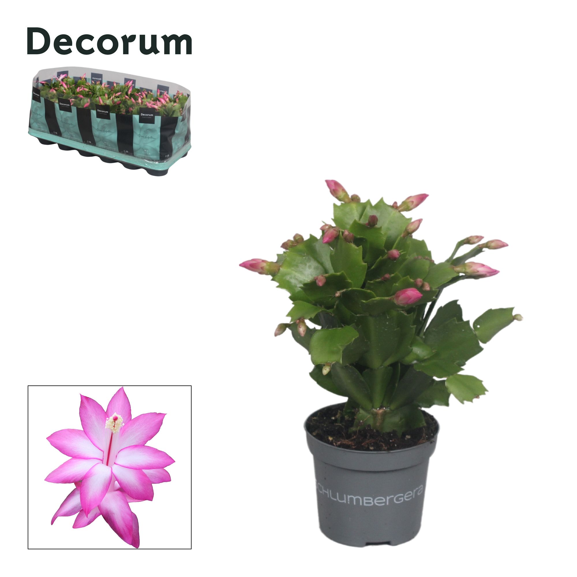 Schlumbergera - 9 cm - Purple (Jolly Dancer) - Decorum, D 9
