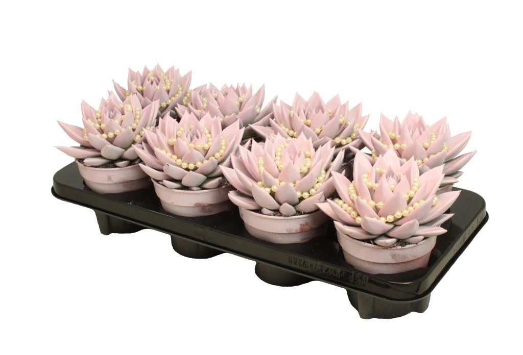 Miranda coloured pastel pink + chain, D 12