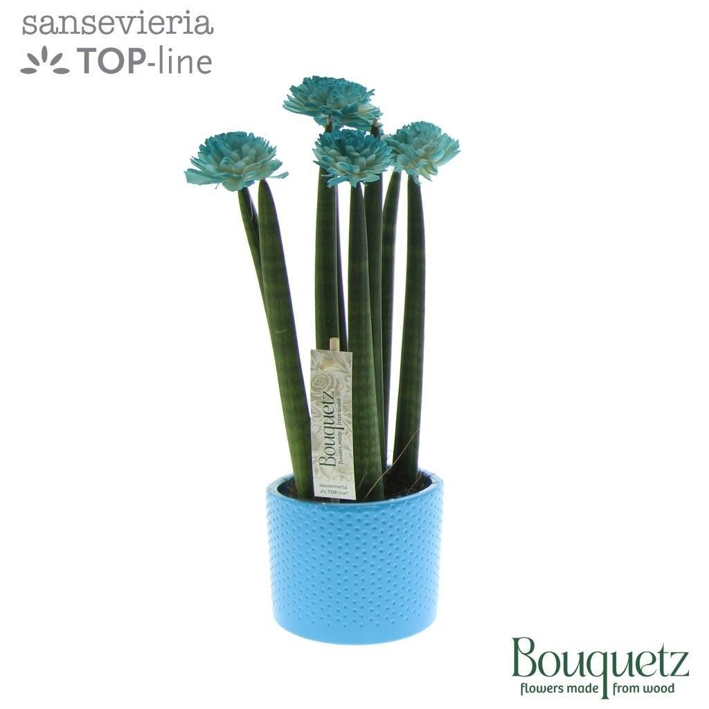Sansevieria TOP-line Bouquetz Aqua in Dots keramiek, D 8,5