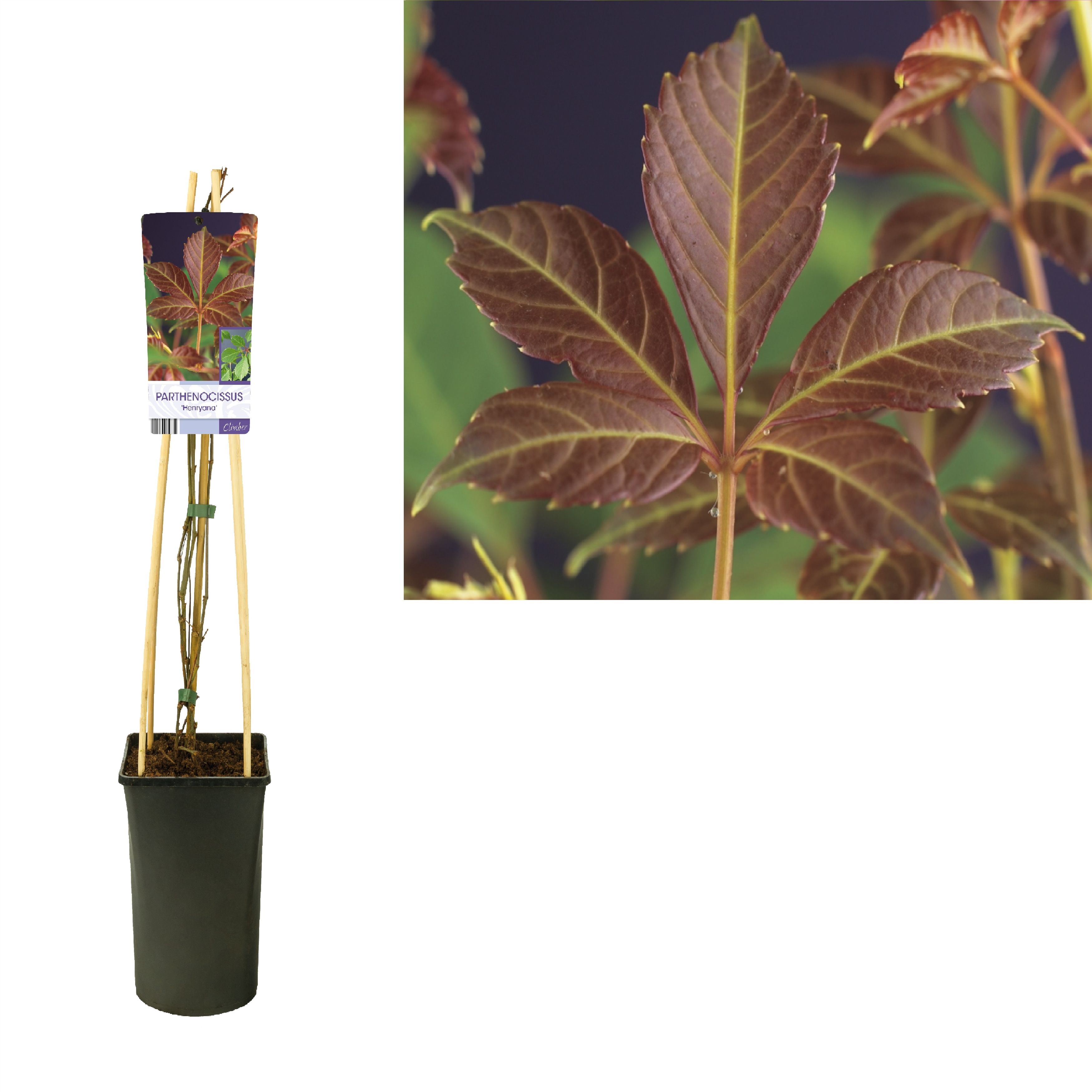 Parthenocissus 'Henryana' +light label, D 17