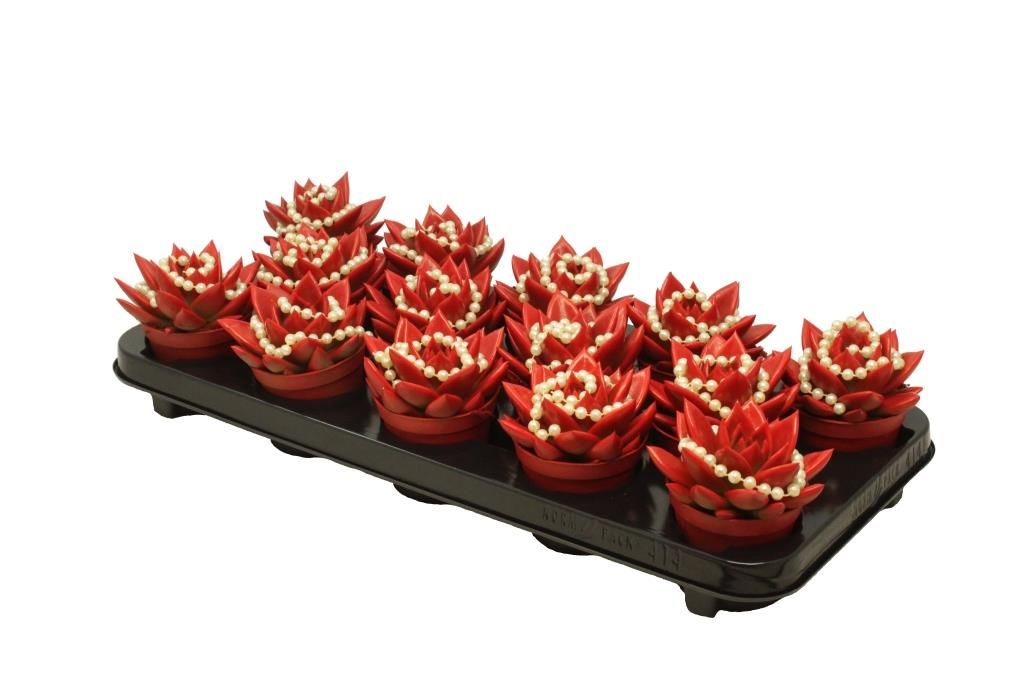 Miranda coloured tomato red + chain, D 8,5