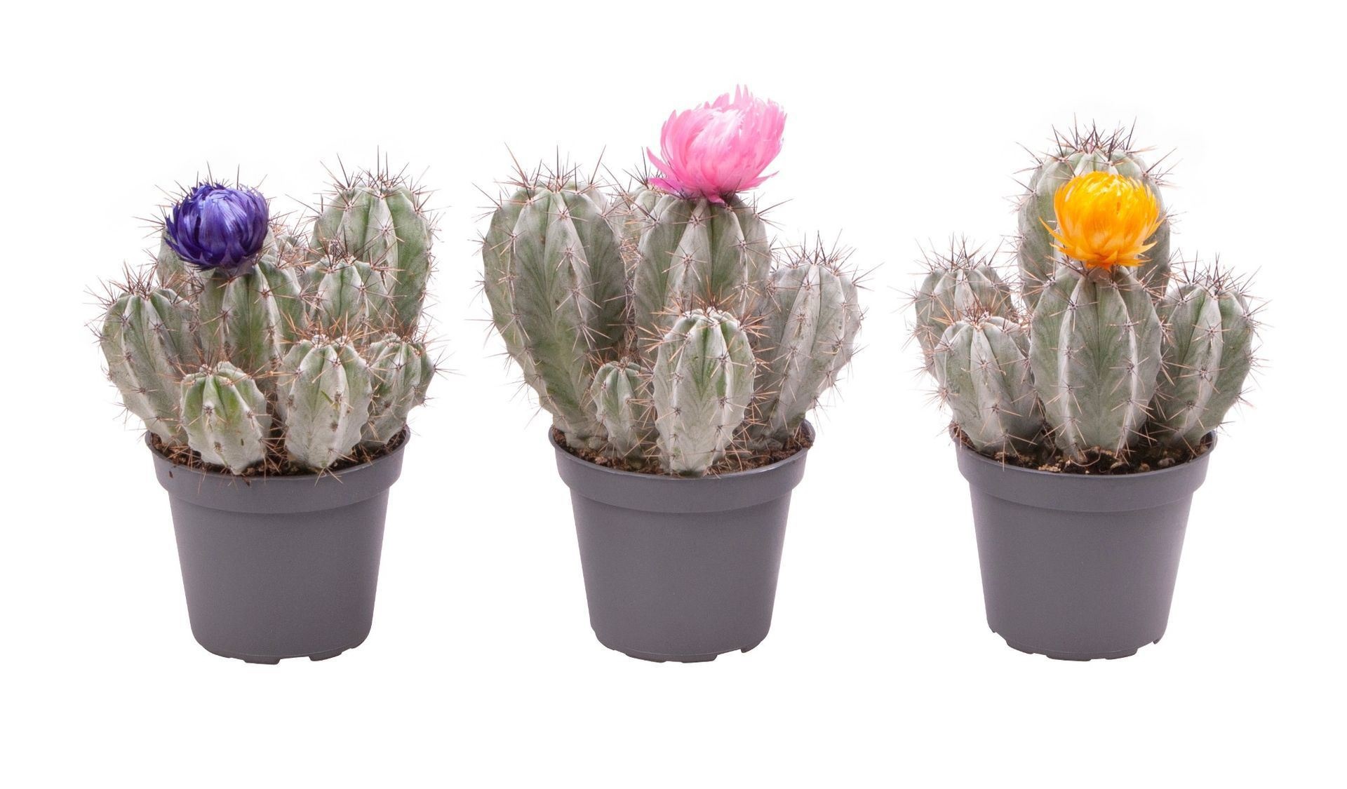 Cactus Mix with dry flowers, D 6