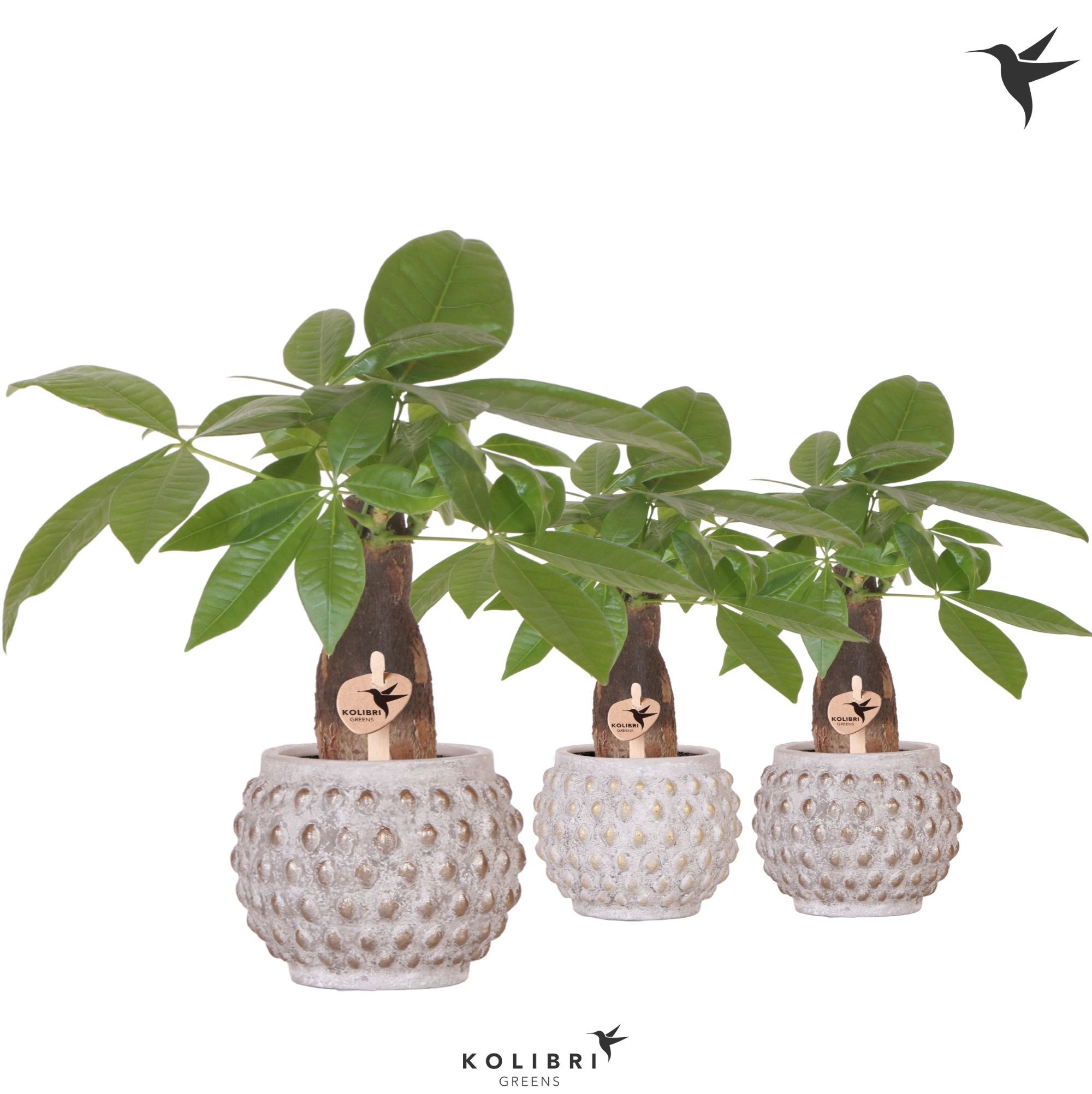 Kolibri Greens Pachira in Marrakesh pot gold copper mix, D 9