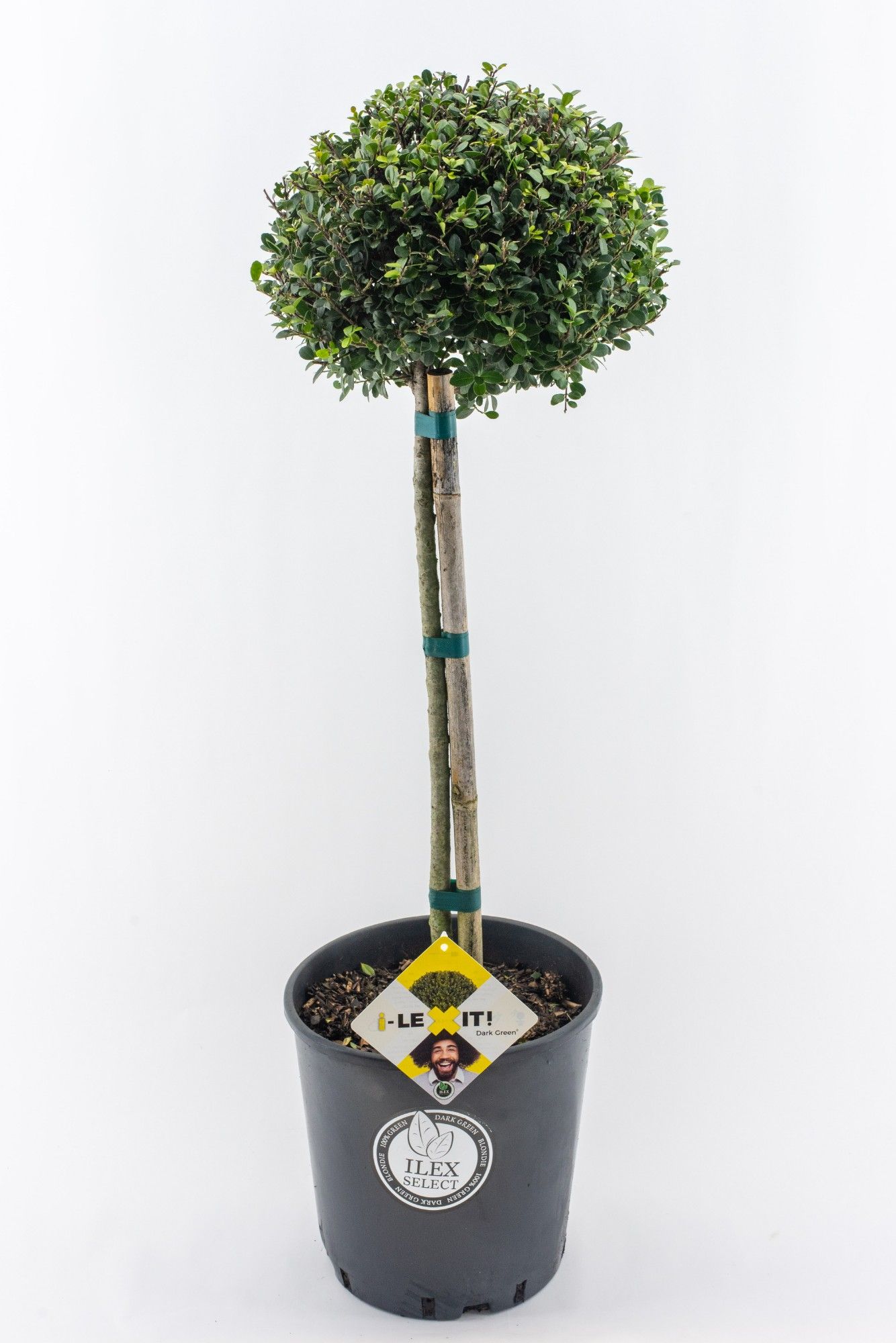 Ilex crenata Dark Green, P34, Bol op stam 50cm, Bol Ø25cm, D 26