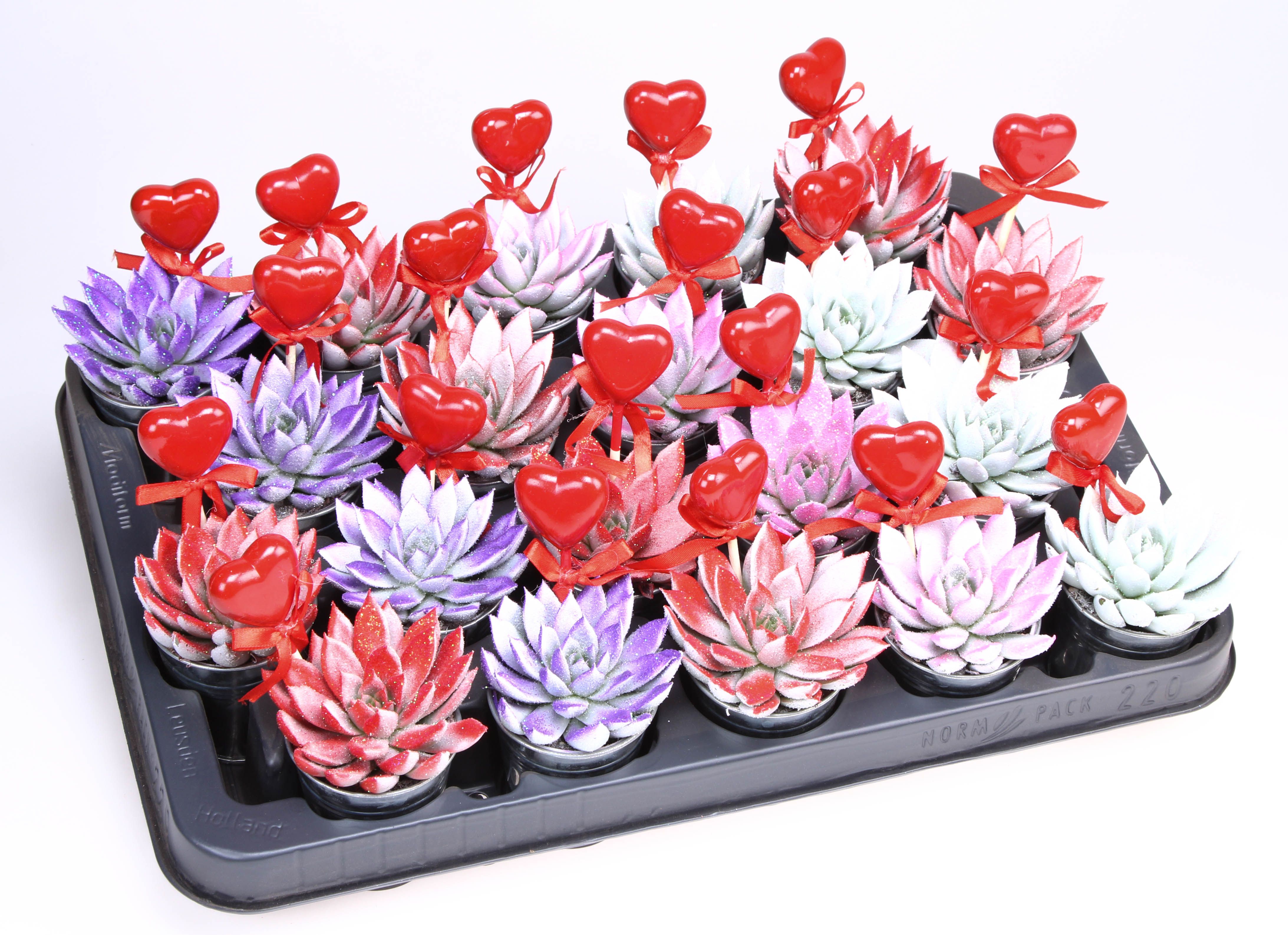 Miranda Valentine Glittermix Zink + hartje, D 6