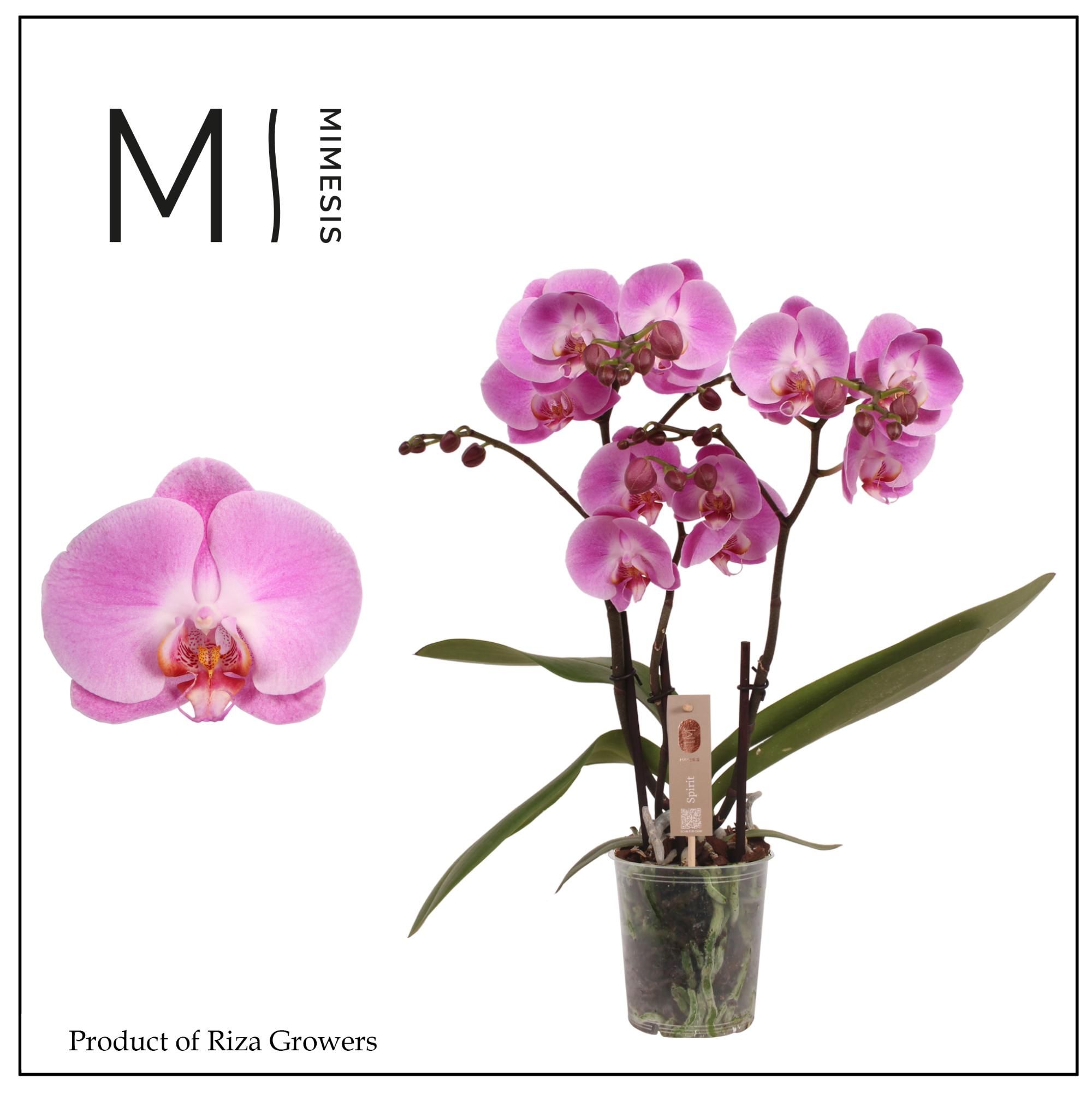 Mimesis Phal. Spirit Pink - 3 spike 12cm, D 12 cm