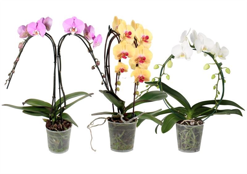 Phal mix bijzondere vormen 2T14+, D 12