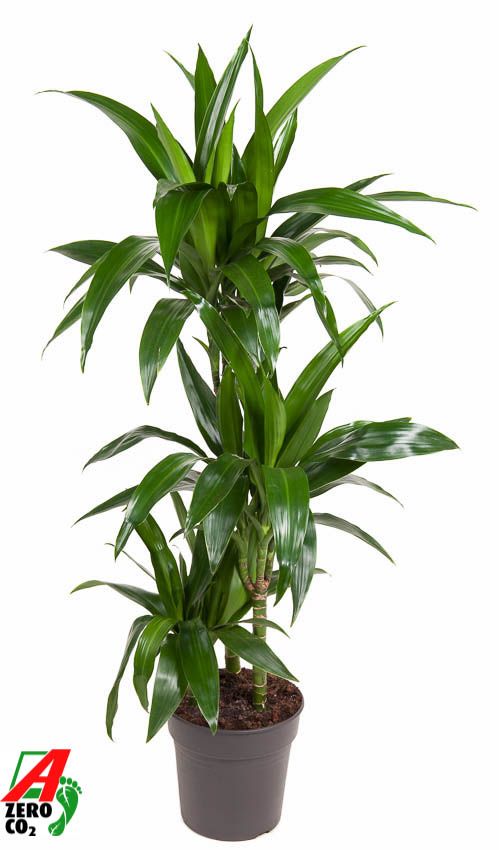 Dracaena Janet Craig 60-30-15, D 21