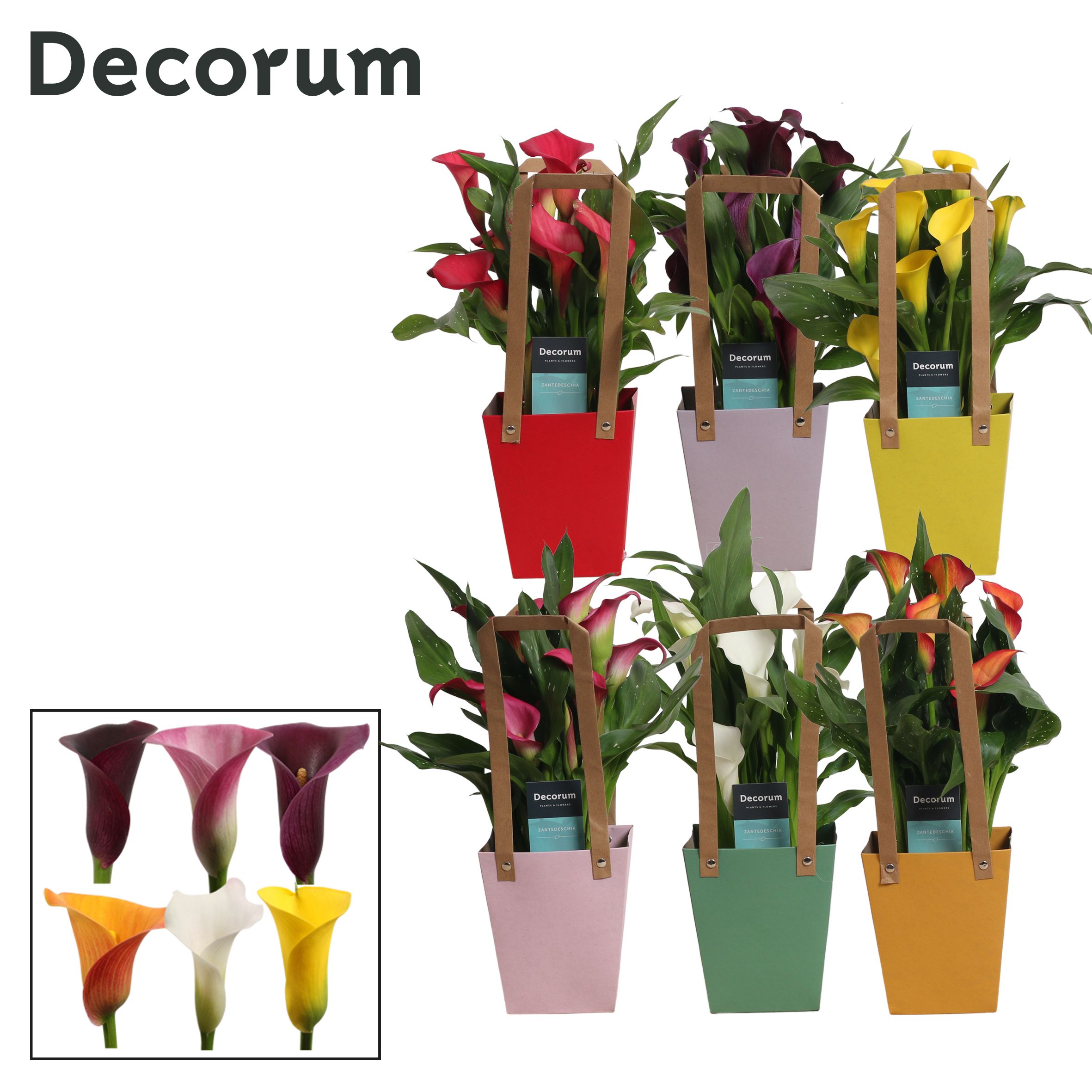 Zantedeschia (Calla) Mix in Giftbag (Decorum), D 12
