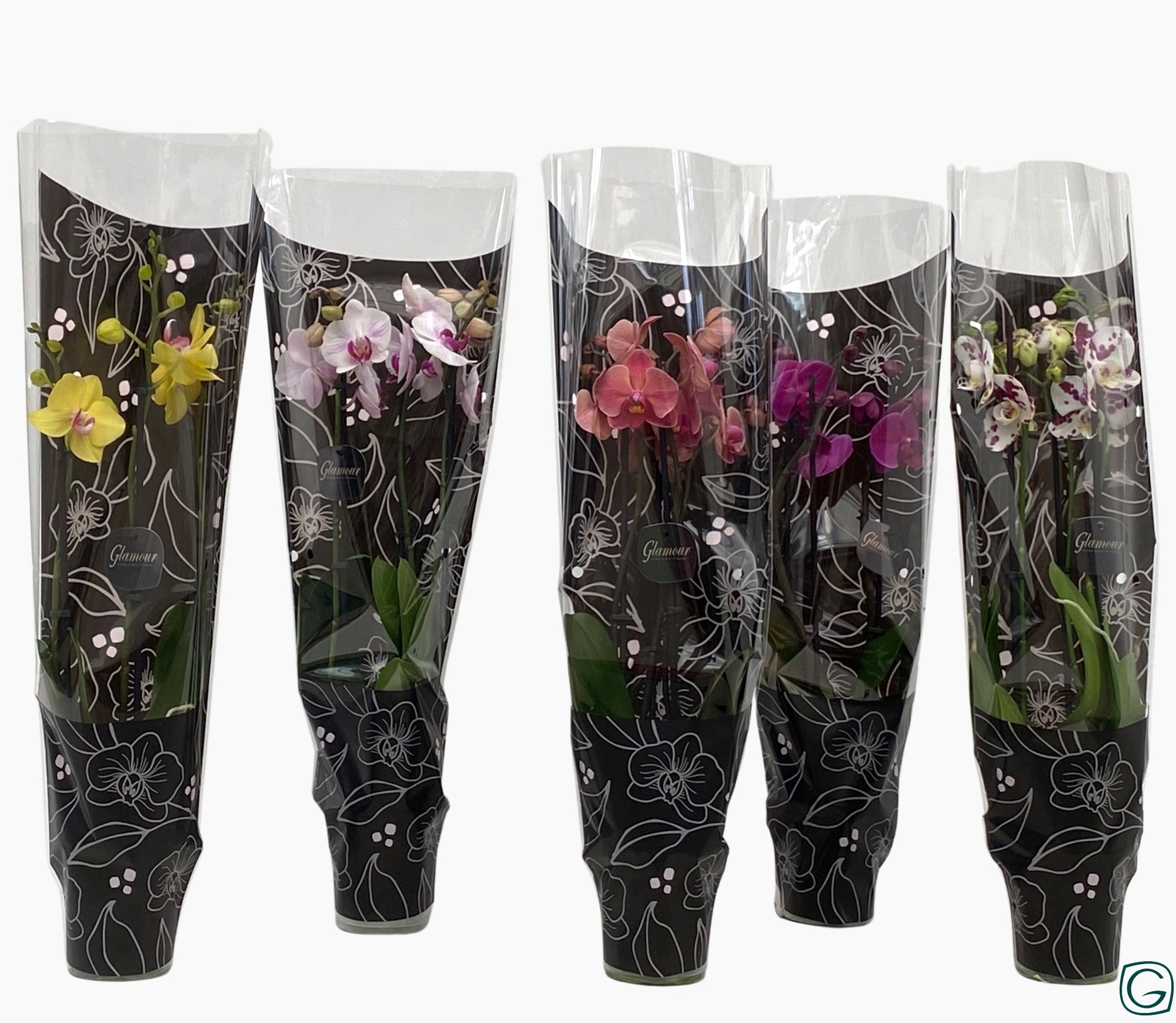 Phal. 3 tk mix 22+ Glamour black, D 12