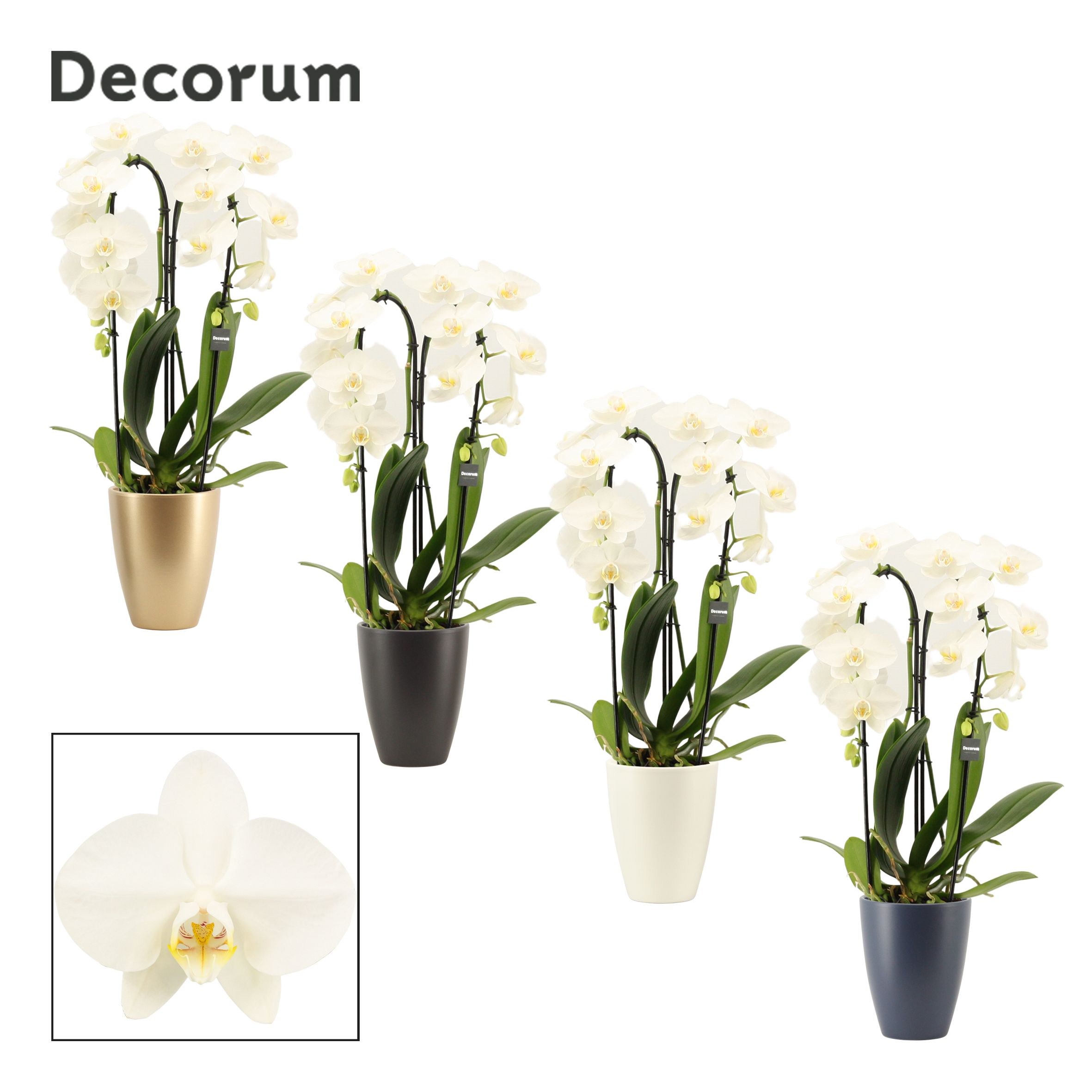 Phalaenopsis cascade 2 tak wit in Carly (Neo Architect-collect.), D 12