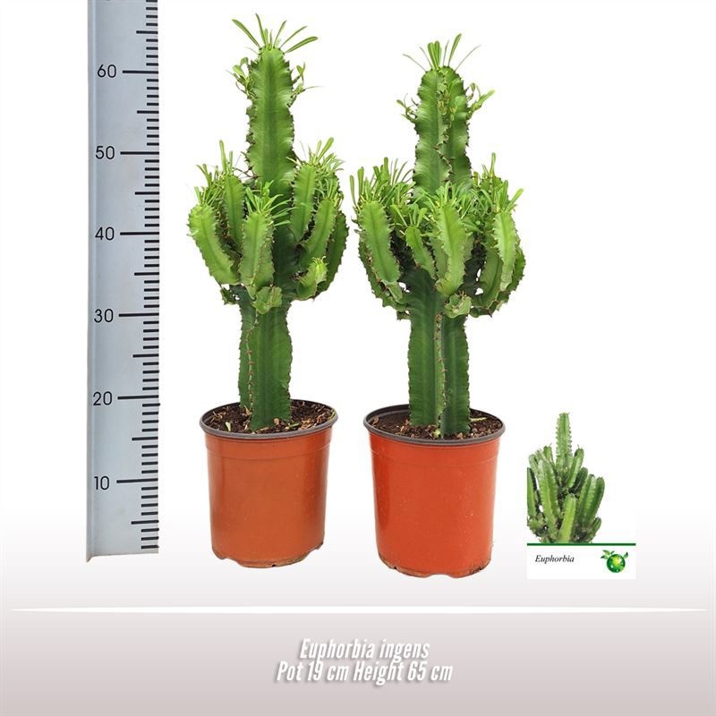 Euphorbia ingens, D 19