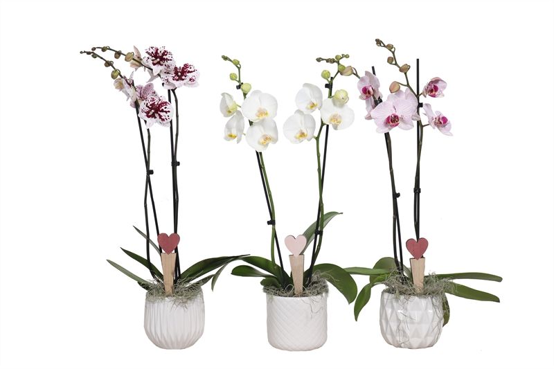 Dolomite p12 White mix Phal mix 2T14+, D 12