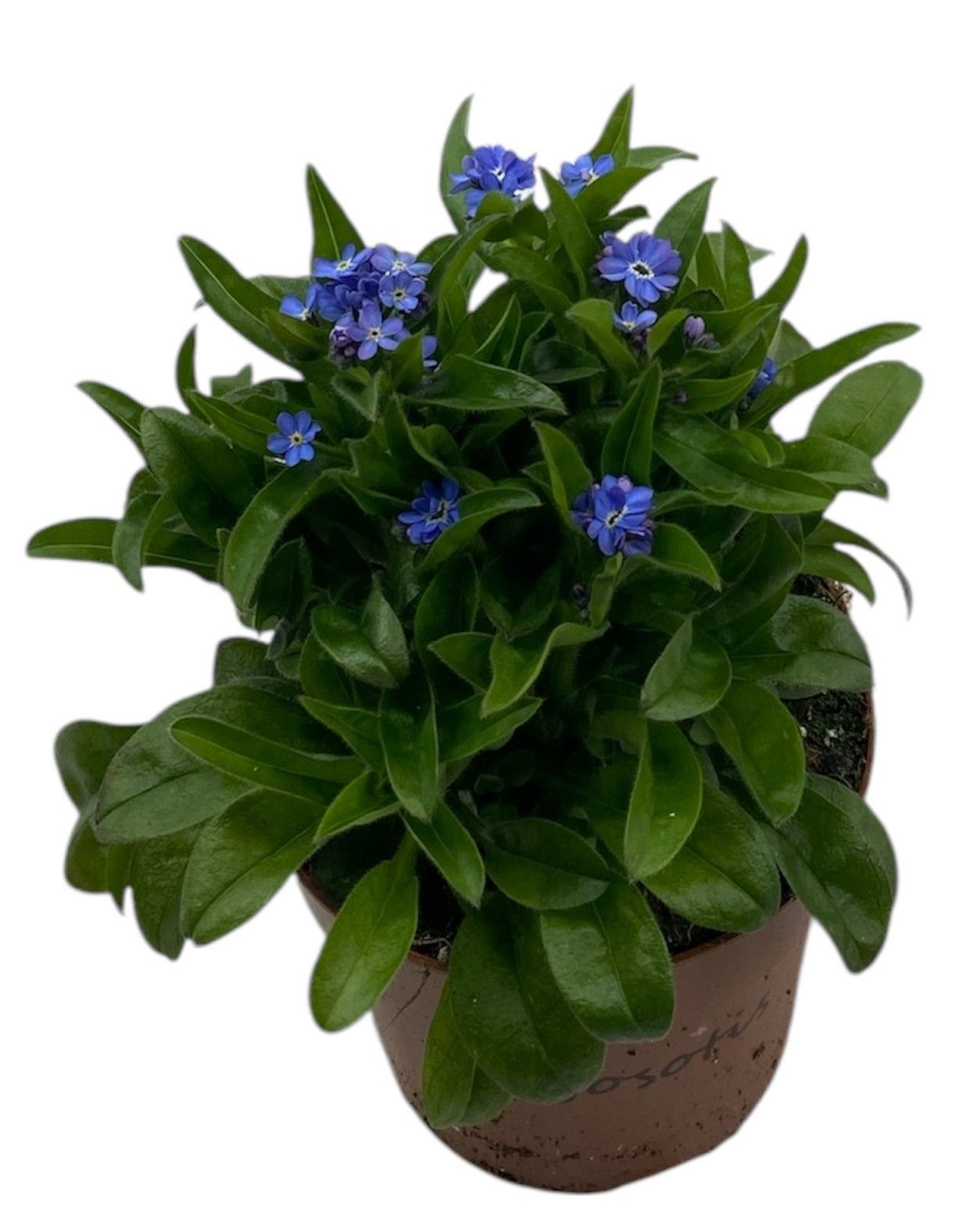 Myosotis laura deep blue, D 12