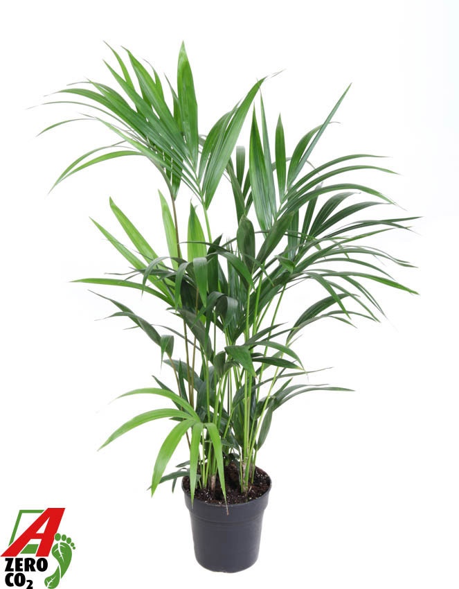 Howea Forsteriana(kentia) P19-110, D 19