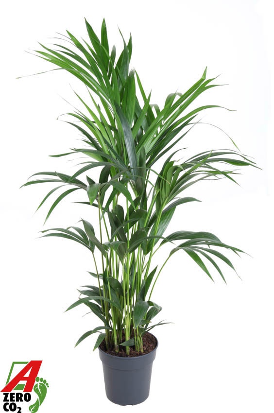 Howea Forsteriana(kentia) P21-120, D 21