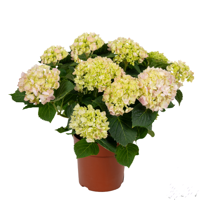 857 VDBE : Pot 14 HYDRANGEA Pink 4-6 flowers, D 14
