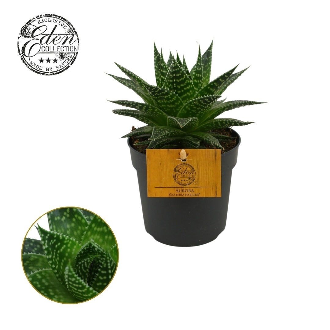 Gasteria Hybride Aurora 10,5cm, D 10,5
