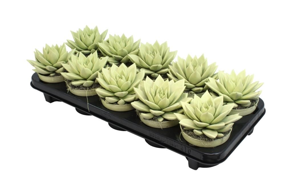 Miranda coloured pastel yellow, D 10,5