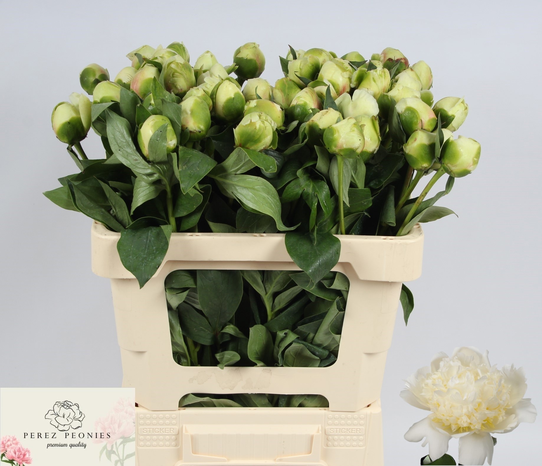 Пион Брайдал Шауэр 55, шт.