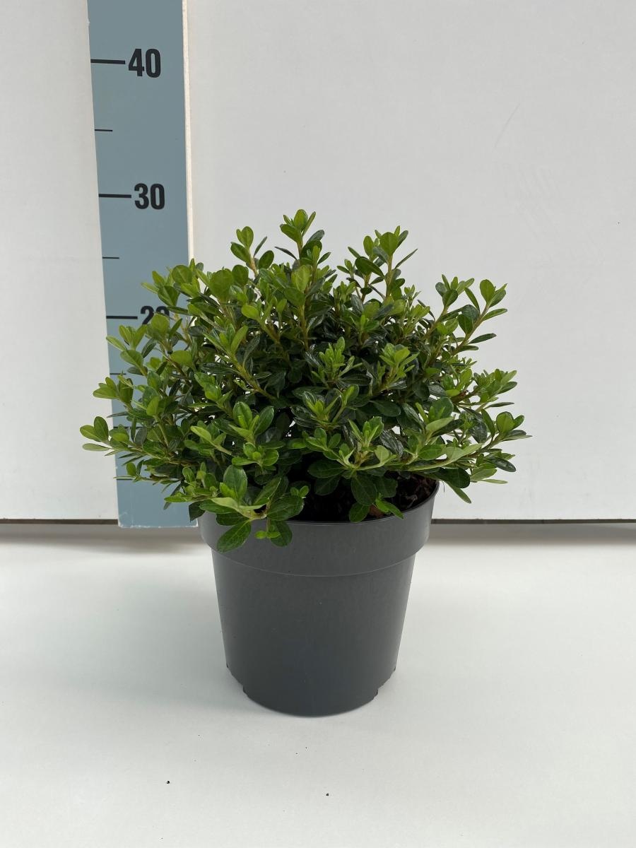 Rhododendron (AJ) 'Anouk', D 17