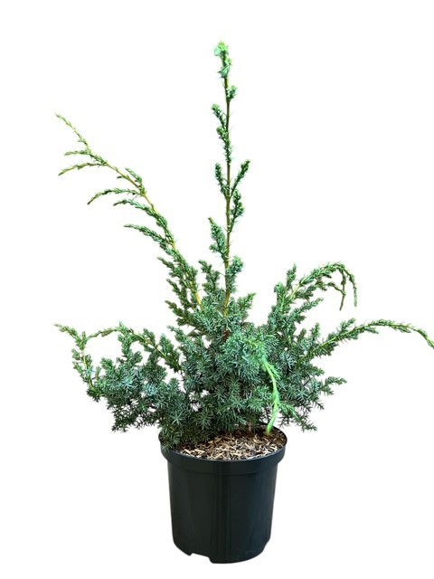 Juniperus chinensis 'Blue Alps', D 18
