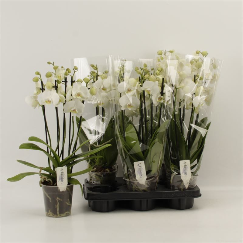 Phalaenopsis overig wit 5 Tak Wit Shorty, D 12