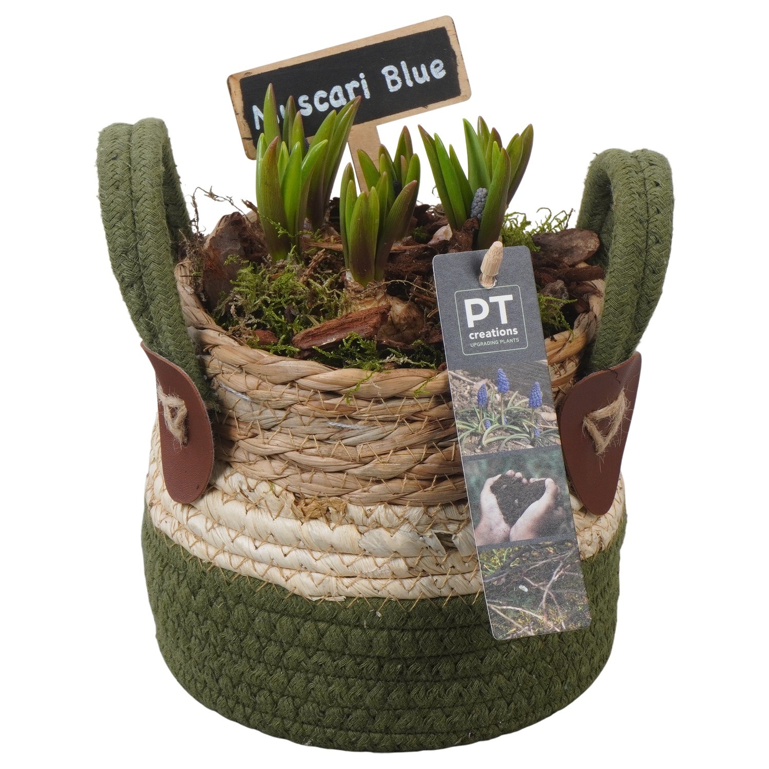 PTMB6214 Arrangement Muscari Blue in riet mand, D 13