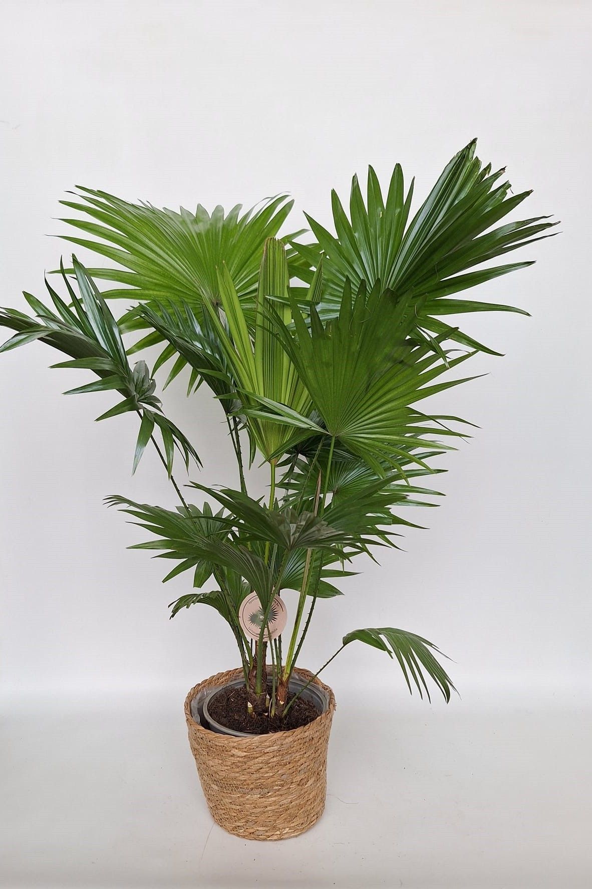 Livistona rotundifolia in Kandy mand, D 20