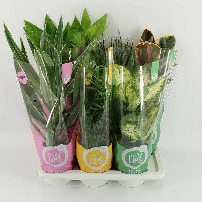 M-6ML Mixplanten More Lips hoes, D 17