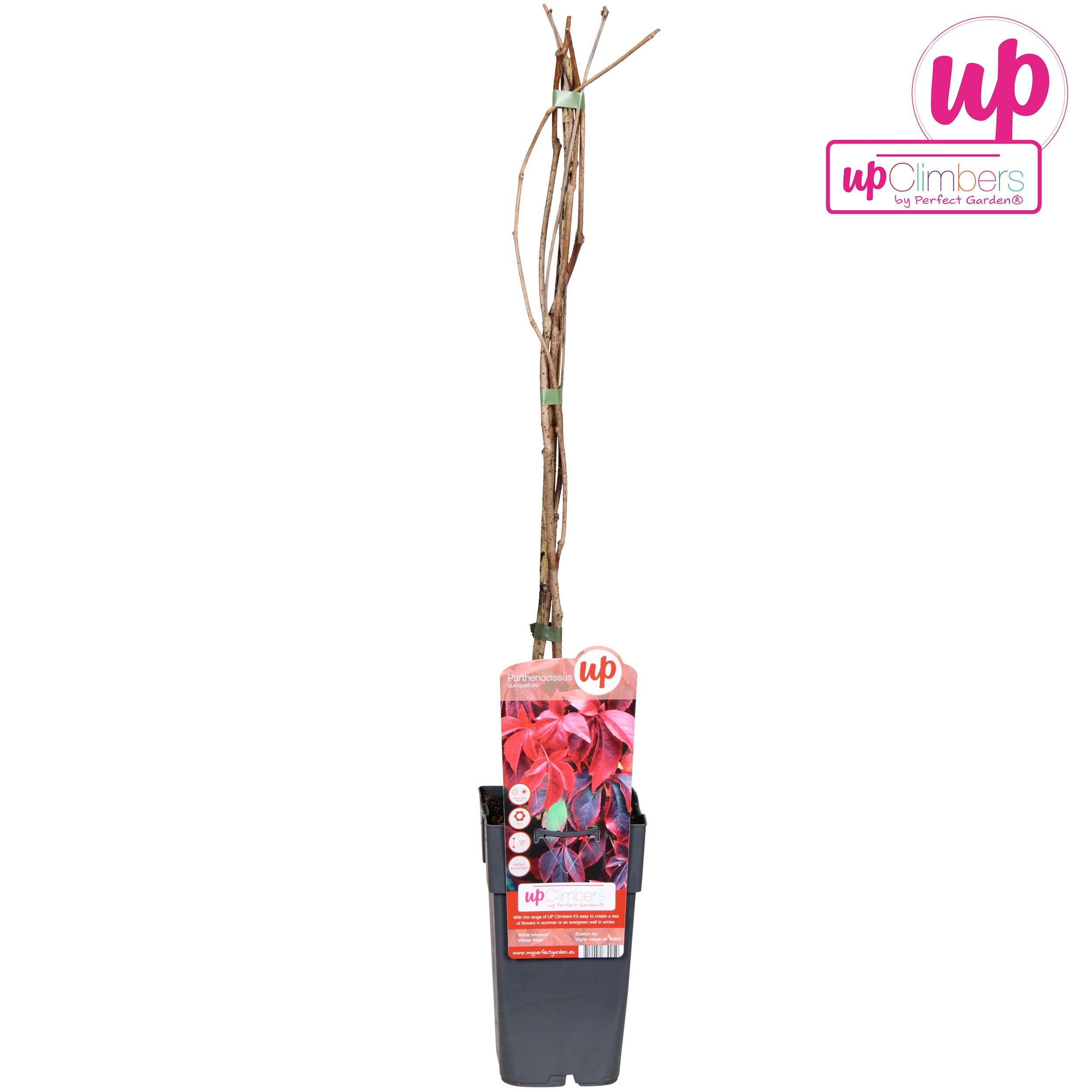 Parthenocissus quinquefolia P15, D 15