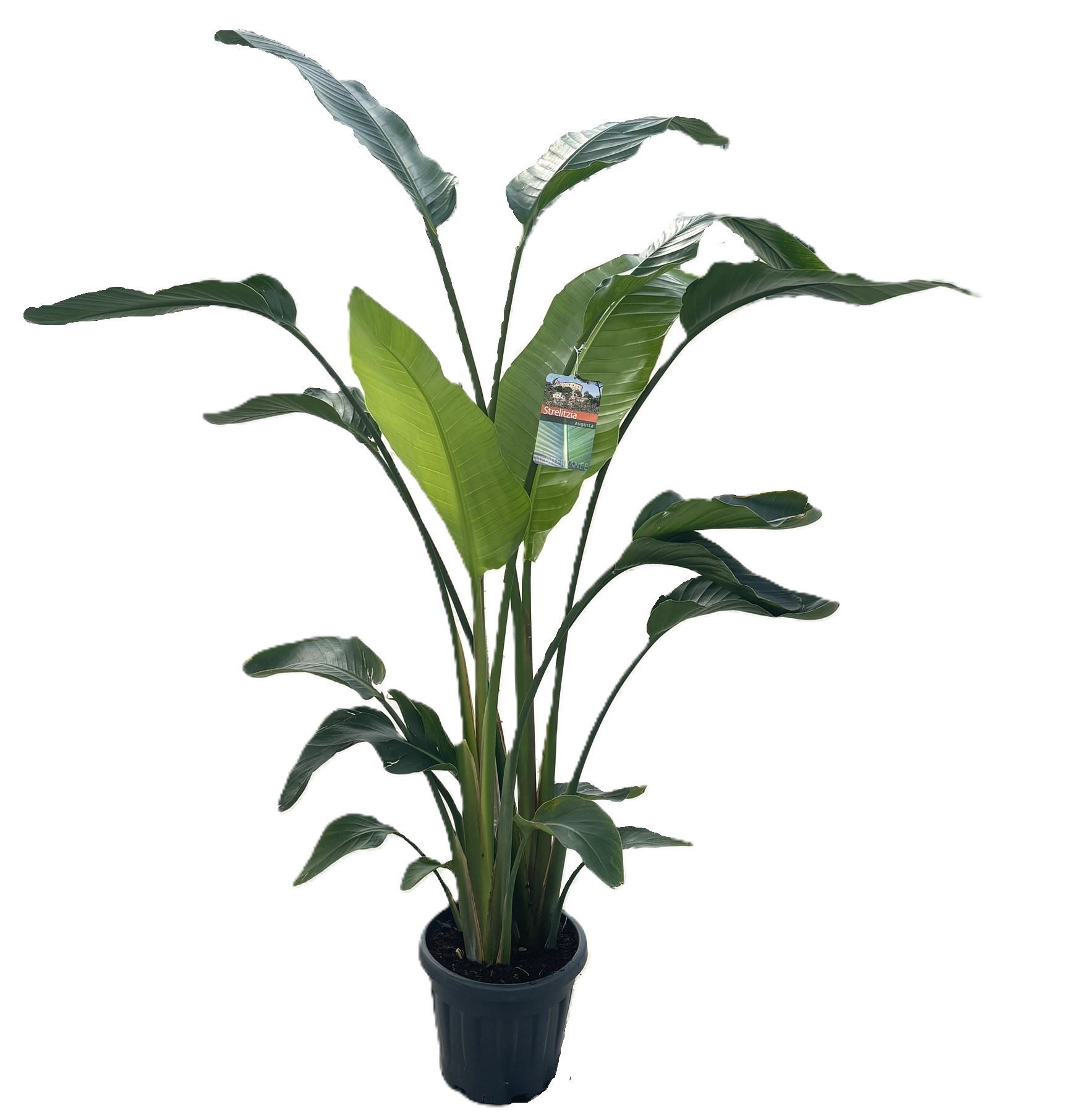 Strelitzia augusta, D 27