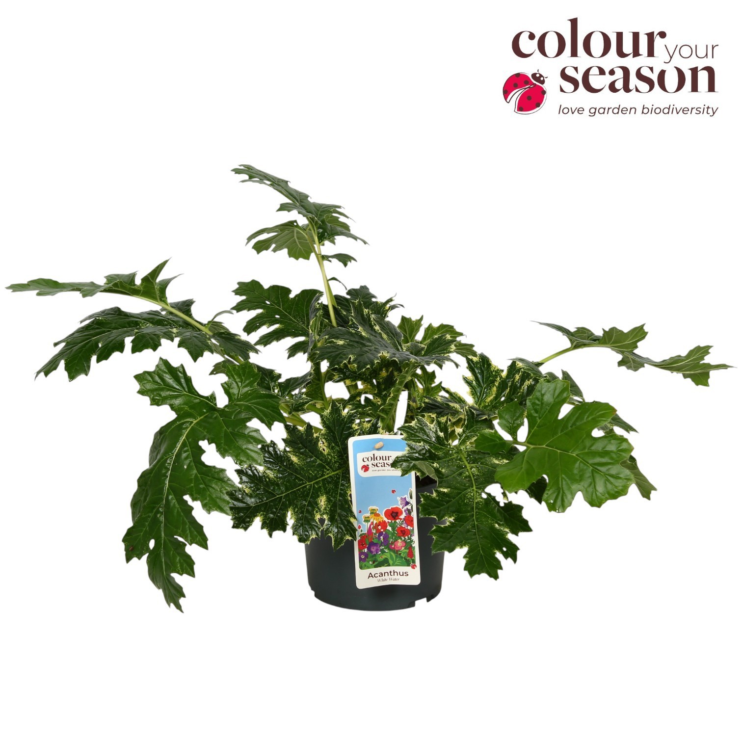 Acanthus White Water P19, D 19