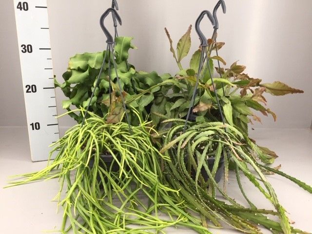 Rhipsalis 7 gemengd, D 14
