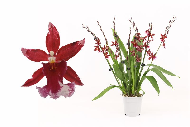 Barrocco Red 7+T40+ compact, D 12