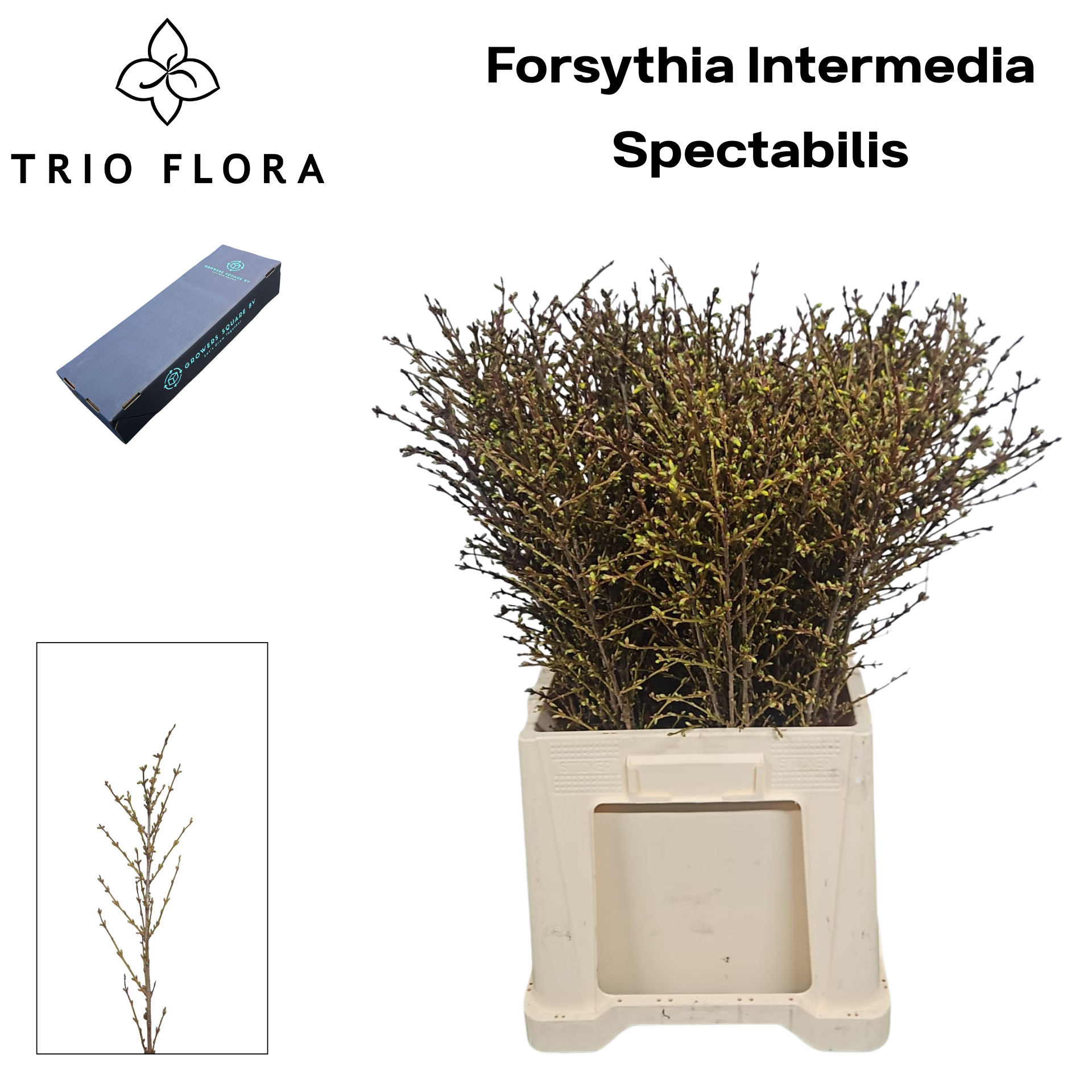 Форзиция Спектабилис 50 (желт.), шт.