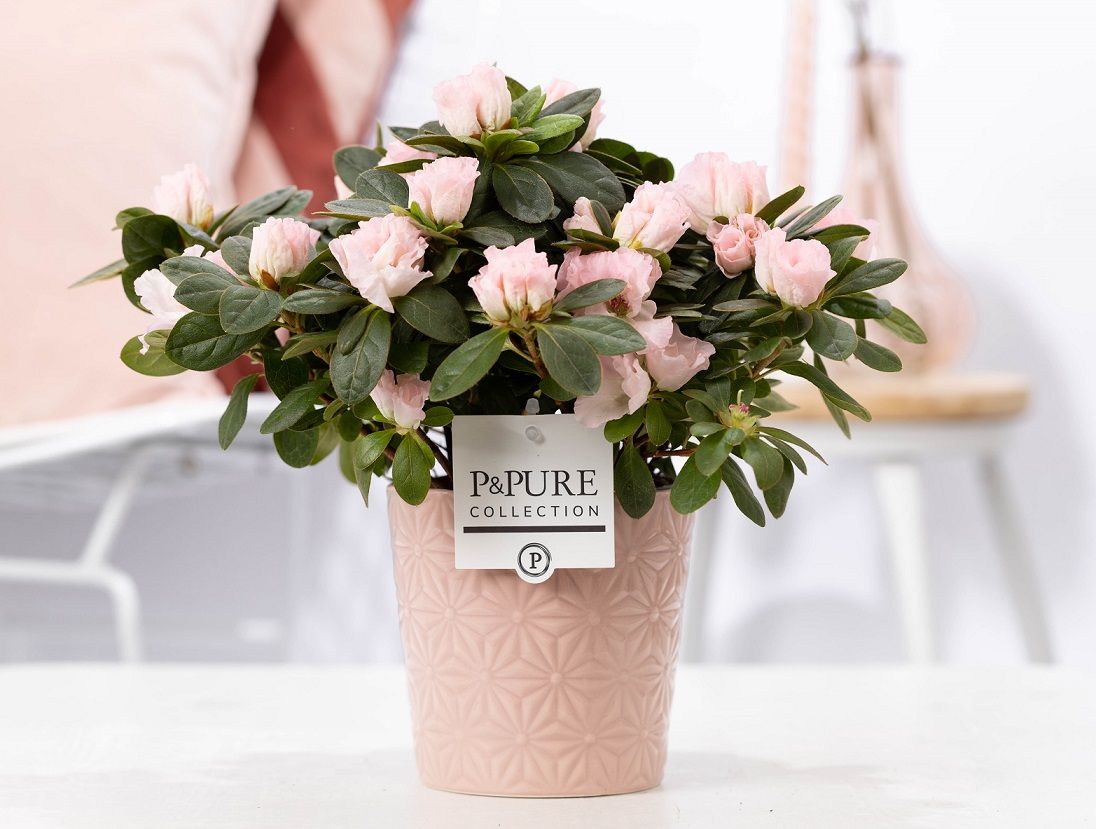 1st class Azalea pink in P&PURE Juliette ceramics pink, D 12