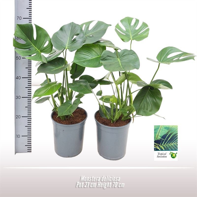 Monstera deliciosa, D 21