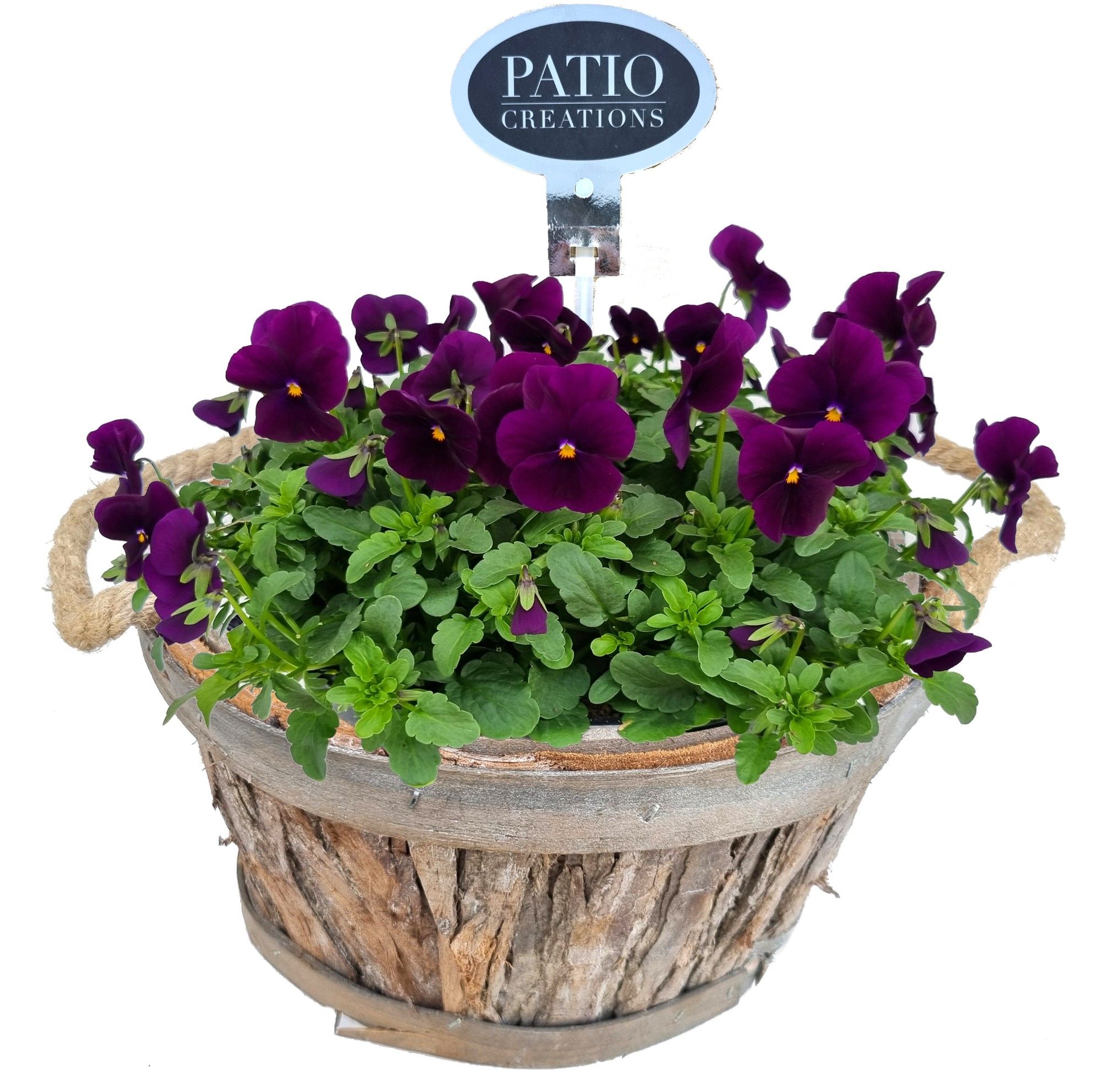 V655-9323 Viola bosmand oren rond, D 24