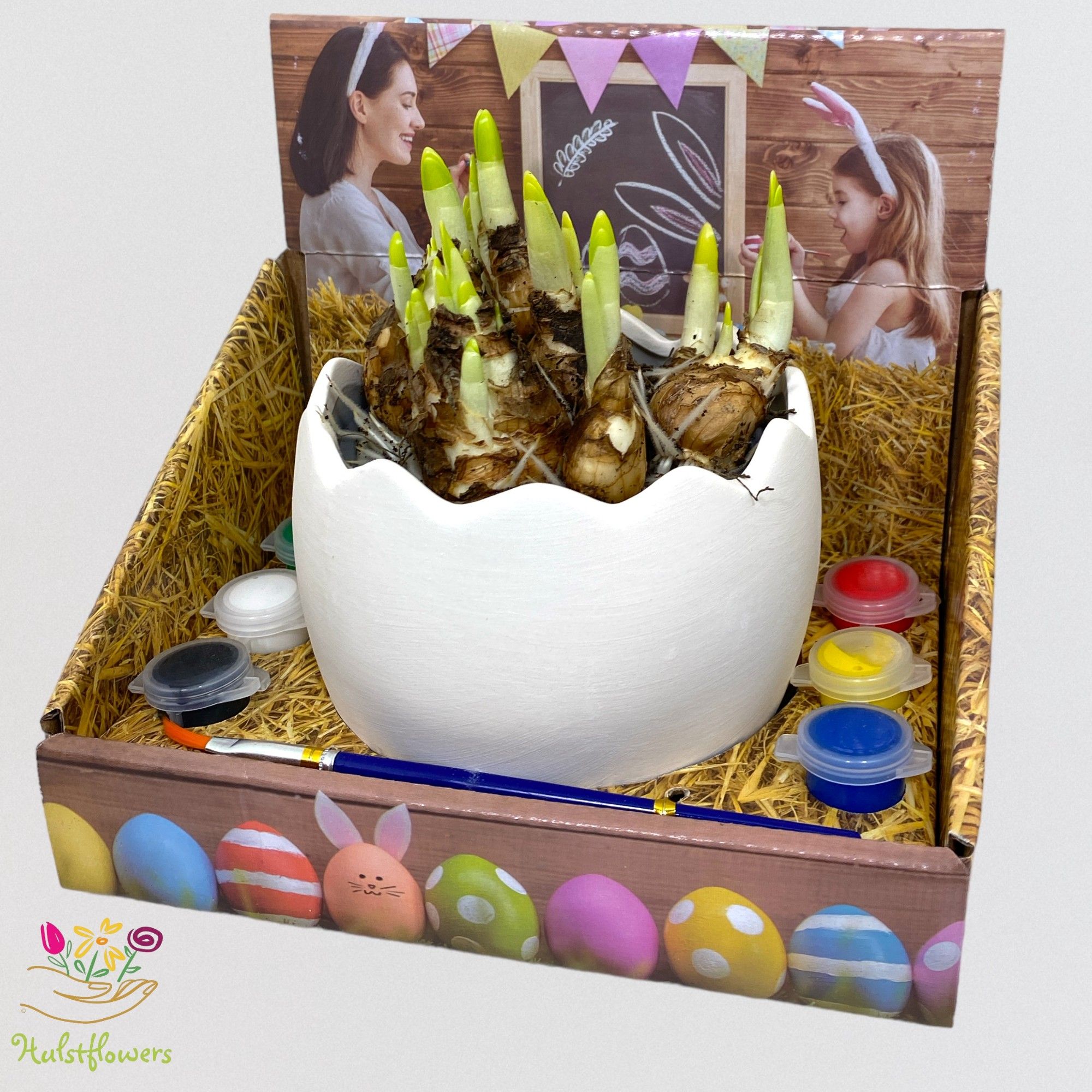 Narcissus ARR Paint your own Egg, D 11