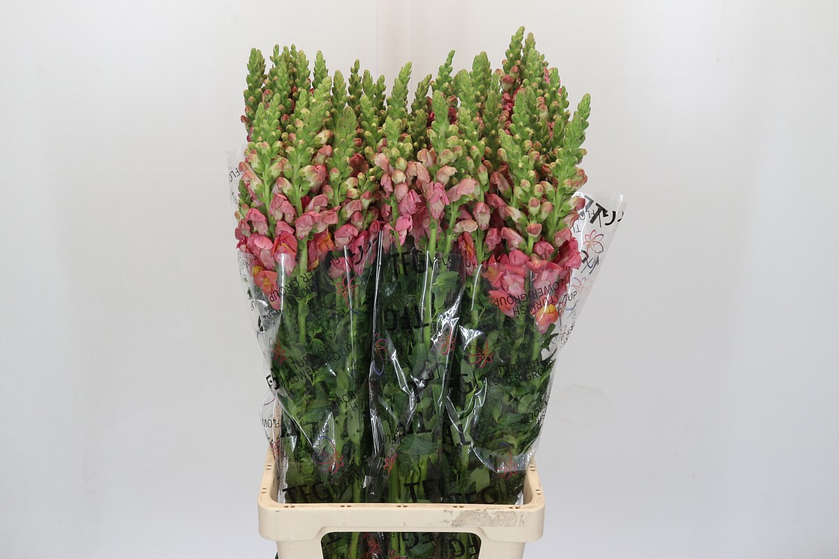 Антирринум Потомак Дарк Оранж (оранж.), шт.